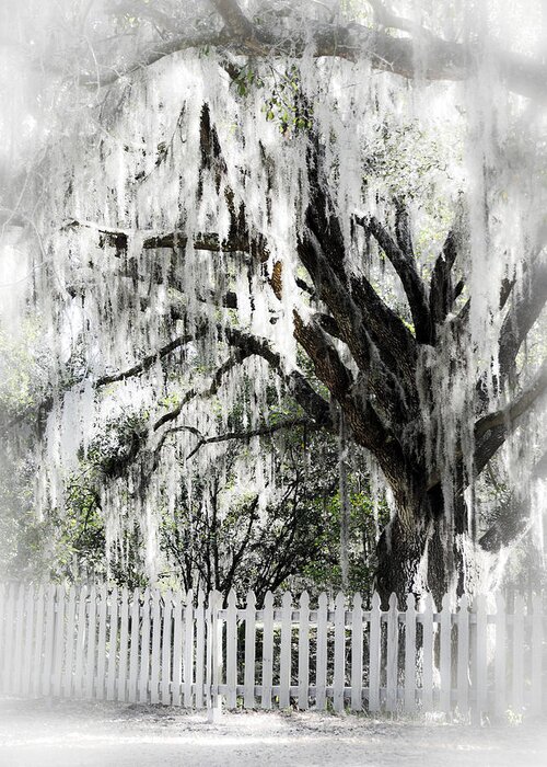 Southern Oak Tree Greeting Card featuring the photograph Dreamy Southern Oak Tree by Carolyn Marshall