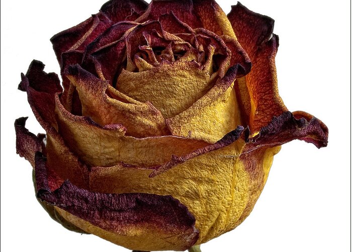 Dried Rose 2 Greeting Card by Robert Ullmann