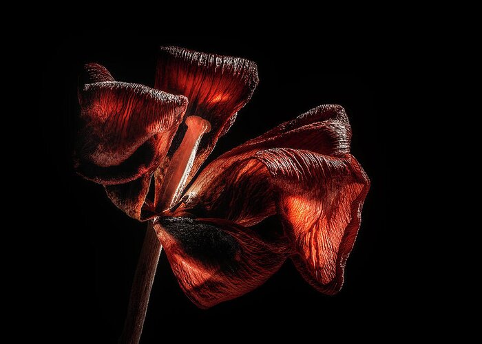 Tulip Blossom Greeting Card featuring the photograph Dried Tulip Blossom by Scott Norris