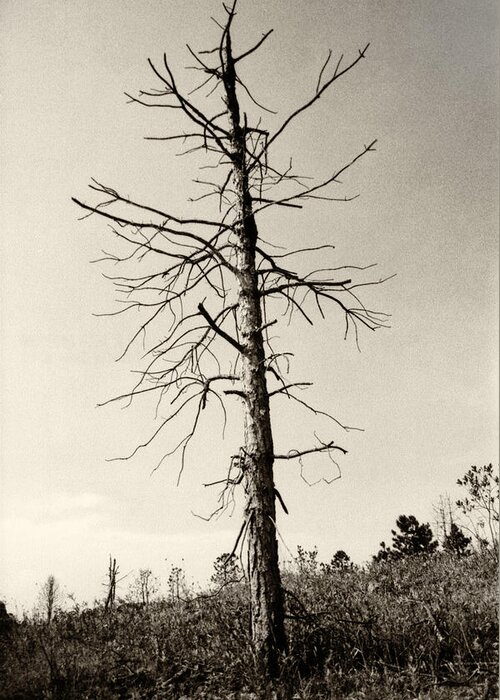 Tree Greeting Card featuring the photograph Drift Tree by Amarildo Correa