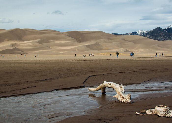 Great Sand Dunes Greeting Card featuring the photograph Drift Wood And Dunes by Stephen Holst