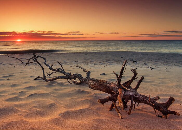 Unbelievable Greeting Card featuring the photograph Driftwood And Unbelievable Ocean Sunrise At Nauset Beach by Darius Aniunas