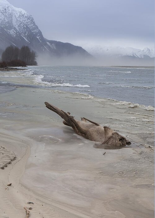 Alaska Greeting Card featuring the photograph Driftwood Animal by Michele Cornelius