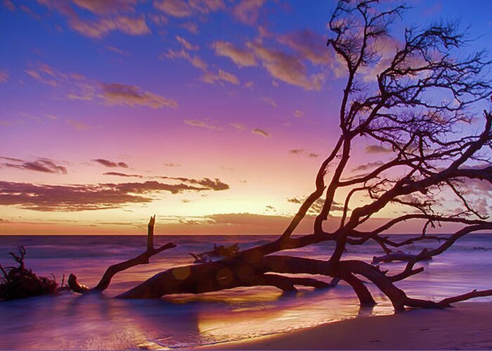 Landscape Greeting Card featuring the photograph Driftwood Beach 1 by Dillon Kalkhurst