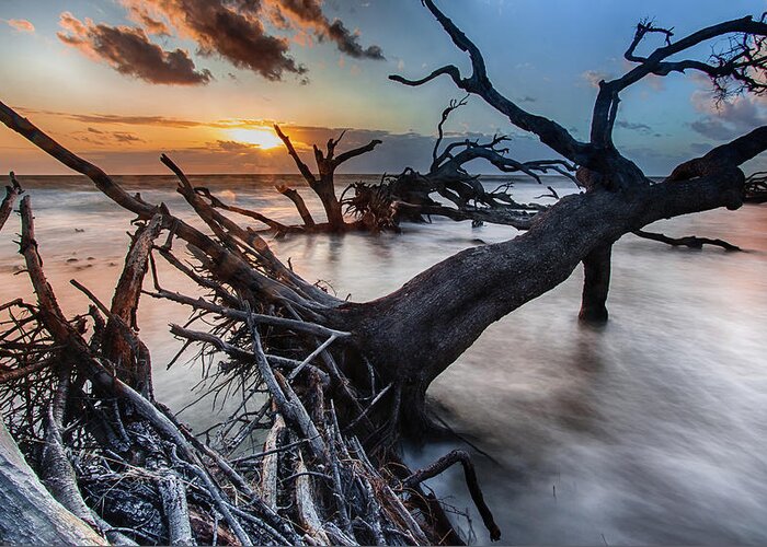 Landscape Greeting Card featuring the photograph Driftwood Beach 6 by Dillon Kalkhurst