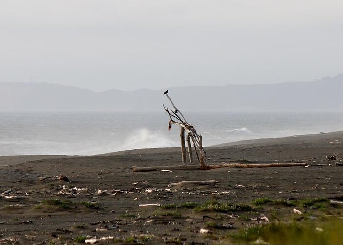 Driftwood Greeting Card featuring the photograph Driftwood Giraffe by Christy Pooschke