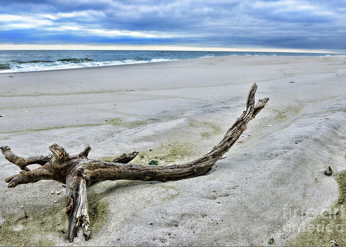 Paul Ward Greeting Card featuring the photograph Driftwood on the Beach by Paul Ward