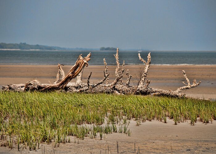 Driftwood Greeting Card featuring the photograph Driftwood with Baracles by John Black