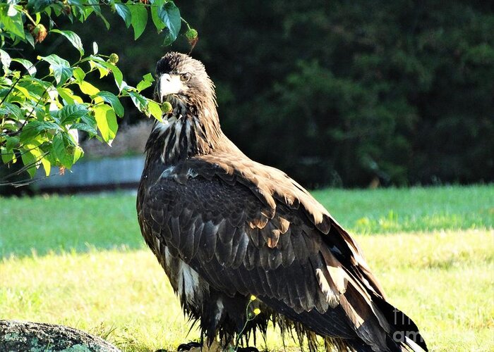 Immature Bald Eagle Lake St Catherine Wells Poultney Vermont Greeting Card featuring the photograph Drippy by Karen Velsor