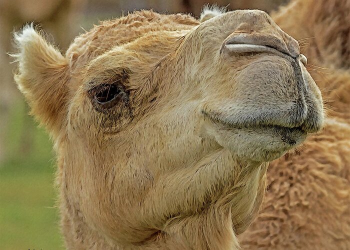 Dromedary Camel Greeting Card featuring the digital art Dromedary or Arabian Camel by Larry Linton