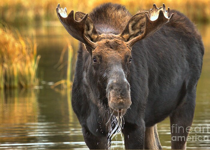 Moose Face Greeting Card featuring the photograph Drooling Moose by Adam Jewell