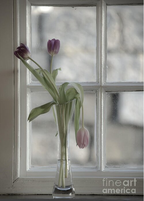 Tulip Greeting Card featuring the photograph Droopy Tulip by Rob Hawkins