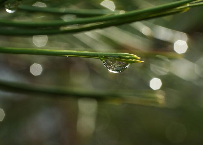 Water Greeting Card featuring the photograph Droplet by Jeff Swan