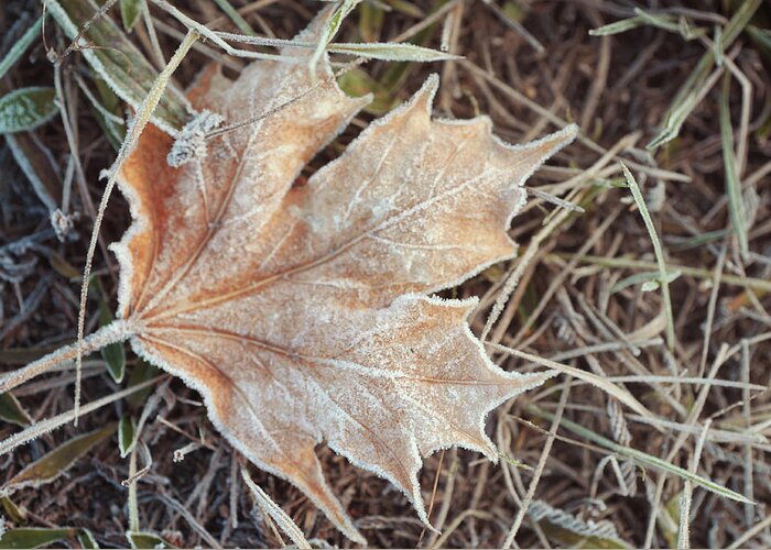 Jenny Rainbow Fine Art Photography Greeting Card featuring the photograph Dry Frosted Maple Leaf by Jenny Rainbow