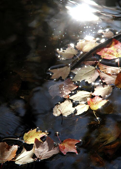Autumn Greeting Card featuring the photograph Dry leaves floating on the surface of a stream by Emanuel Tanjala