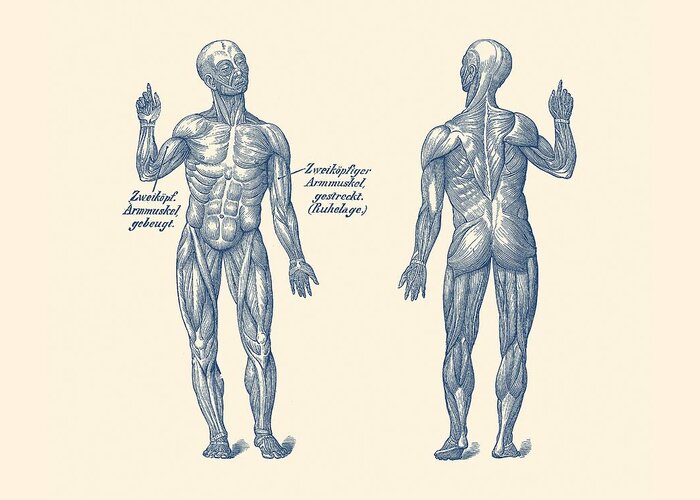 Human Body Greeting Card featuring the photograph Dual View Arm Muscular System - German Diagram - Vintage Anatomy by Vintage Anatomy Prints
