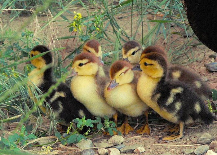 Nature Greeting Card featuring the photograph Ducklings by Kae Cheatham