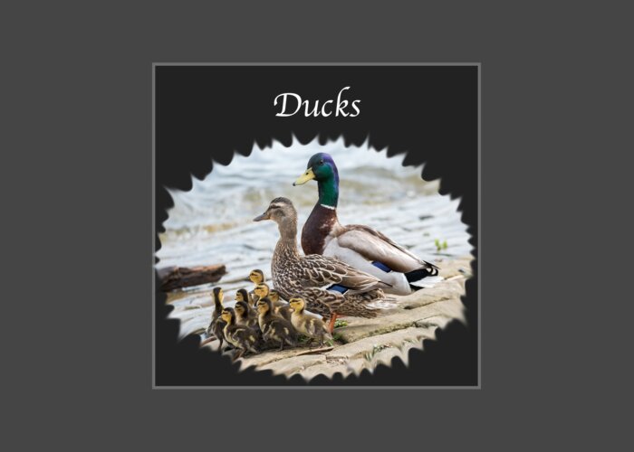 Ducks Greeting Card featuring the photograph Ducks  by Holden The Moment