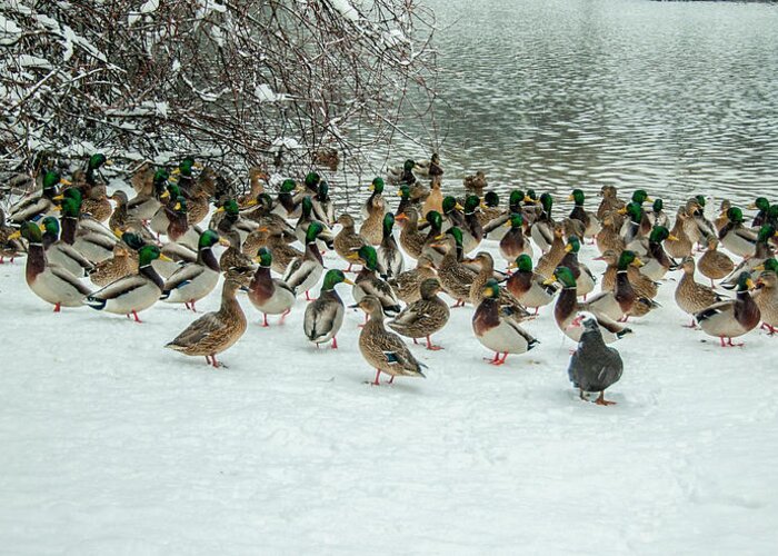 Ducks Greeting Card featuring the photograph Ducks Pond In Winter by Cathy Kovarik
