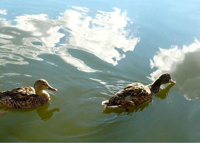 Duck Greeting Card featuring the photograph Ducks Sipping the Sky by 'REA' Gallery