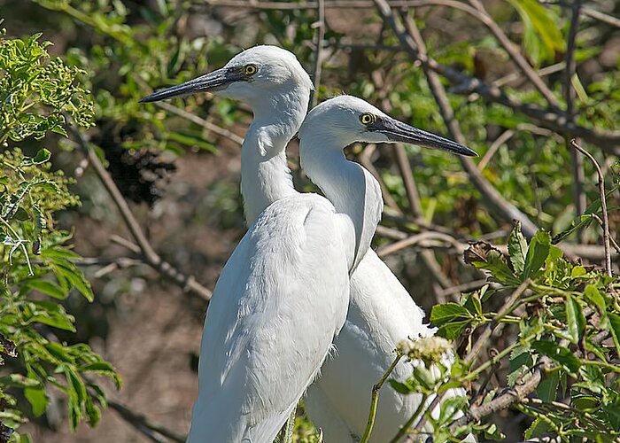 Wildlife Greeting Card featuring the photograph Dueling Egrets by Kenneth Albin