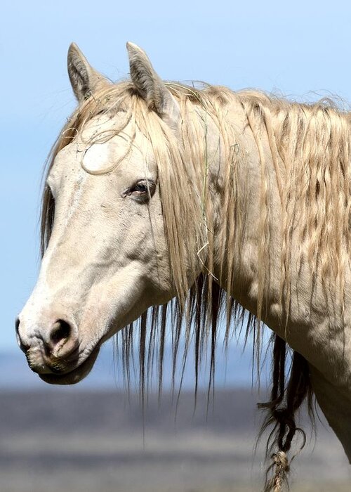 Palomino Wild Stallion Greeting Card featuring the photograph Twisted Locks by Debra Sabeck