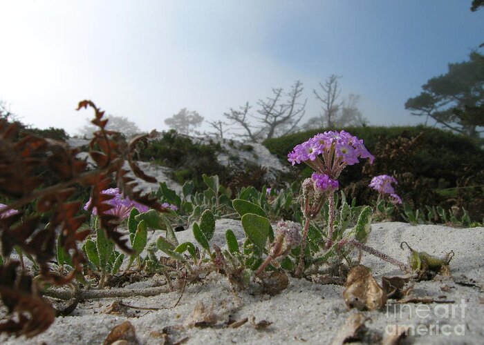 Abronia Umbellata Greeting Card featuring the photograph Dune Bloom by James B Toy
