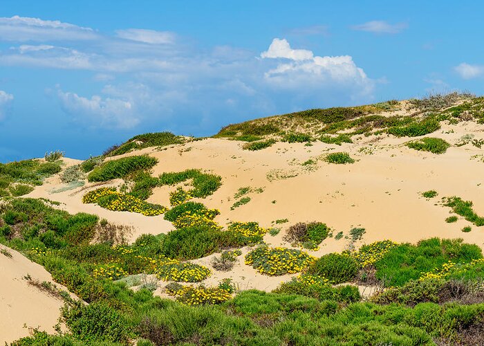 Sand Dune Greeting Card featuring the photograph Dune Flowers by Derek Dean