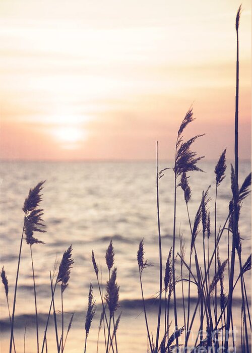 Dune Grass Greeting Card featuring the photograph Dune Grass in the Sunset by Debra Fedchin