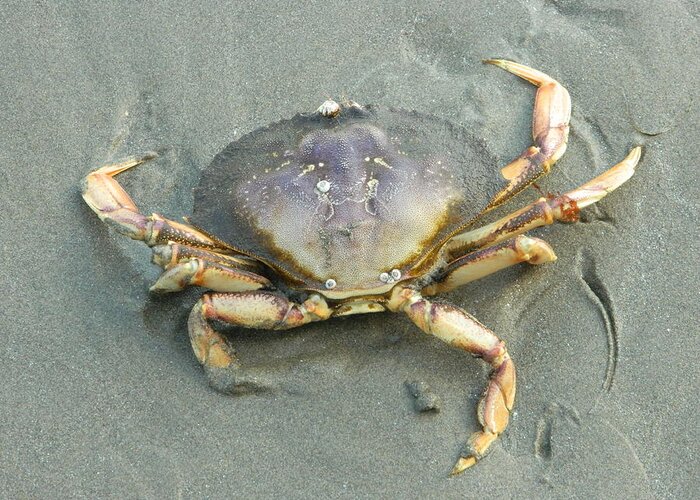 Crabs Greeting Card featuring the photograph Dungeness Backside by Gallery Of Hope 