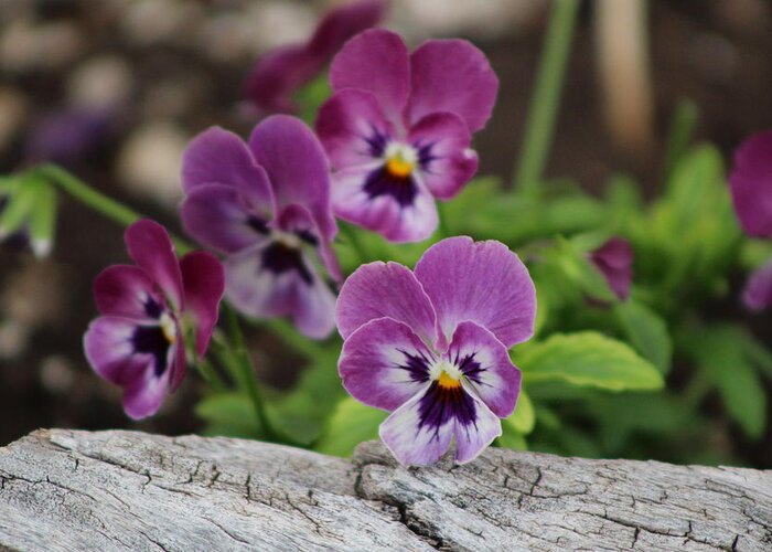 Rustic Wood Greeting Card featuring the photograph Duo Tone Purple Pansies and Rustic Wood by Colleen Cornelius