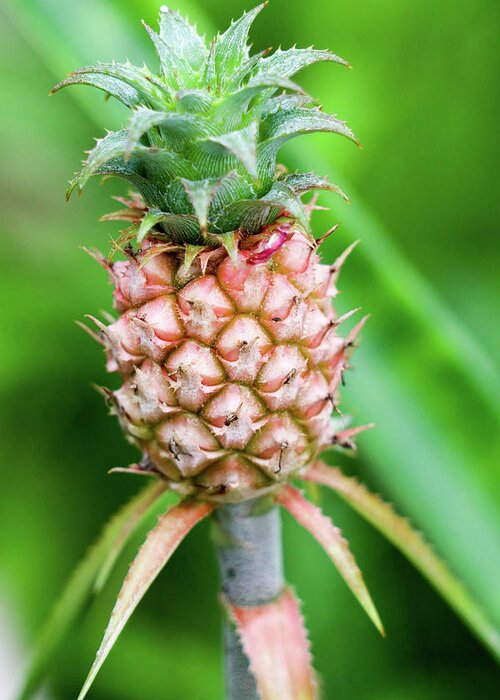 Pineapple Greeting Card featuring the photograph Dwarf Pineapple II by Mary Anne Delgado