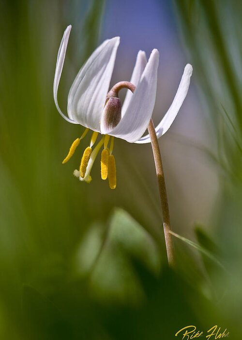 Flower Greeting Card featuring the photograph Dwarf Trout Lily by Rikk Flohr