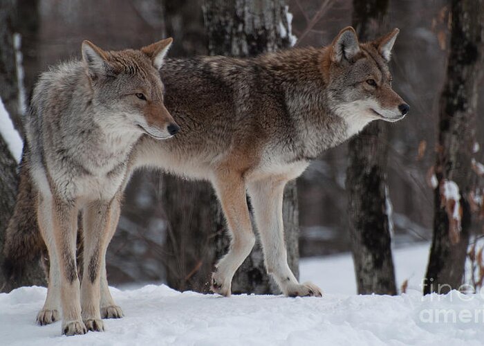 Coyote Greeting Card featuring the photograph Dynamic Duo by Bianca Nadeau