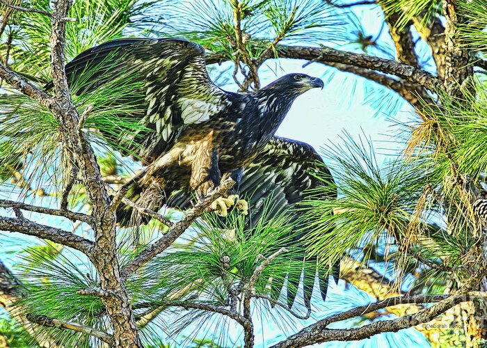 Eagle Greeting Card featuring the photograph Eagle Fledgling 2017 by Deborah Benoit