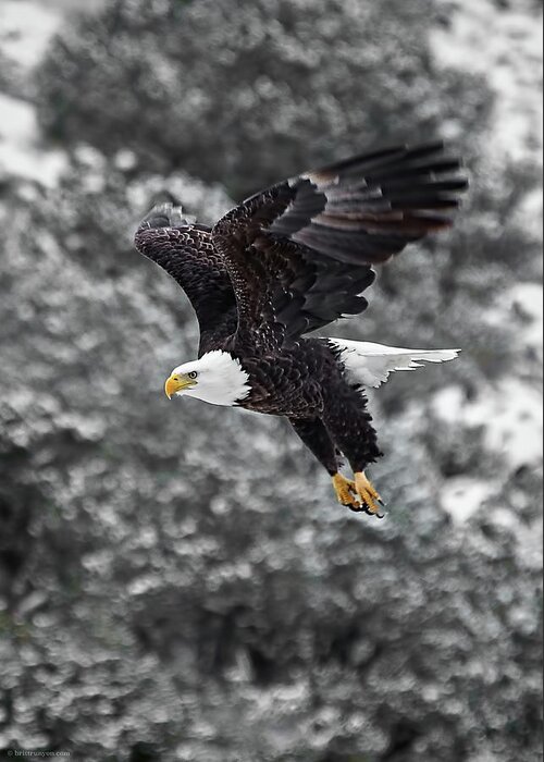 Bald Greeting Card featuring the photograph Eagle in Flight by Britt Runyon