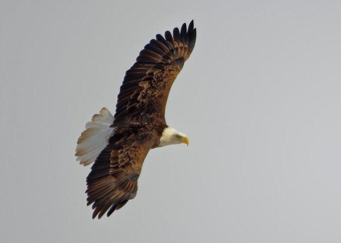Bald Eagle Greeting Card featuring the photograph Eagle in flight by Peter Ponzio