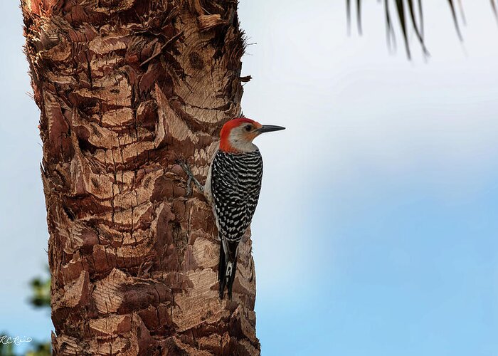 Florida Greeting Card featuring the photograph Eagle Lakes Park - Red-Bellied Woodpecker Peering for Next Tree by Ronald Reid