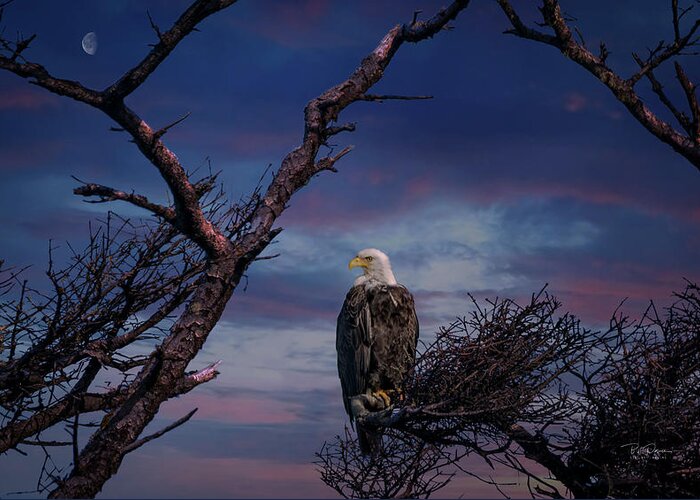 Eagle Greeting Card featuring the photograph Eagle Moon by Bill Posner