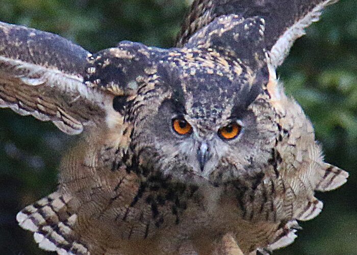 Wildlife Greeting Card featuring the photograph Eagle Owl Close Up by William Selander