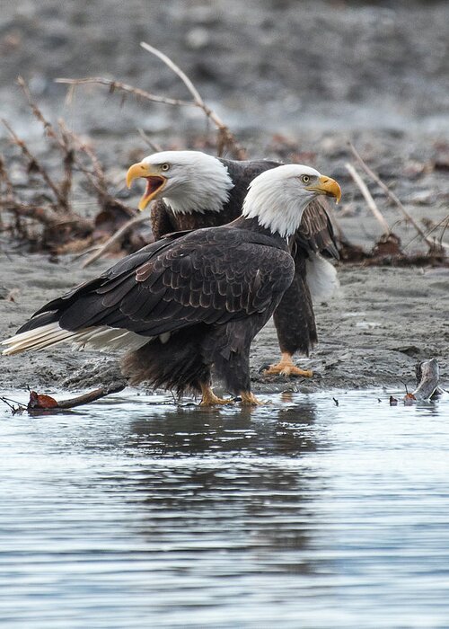 Bald Eagle Greeting Card featuring the photograph Eagle Pair by David Kirby