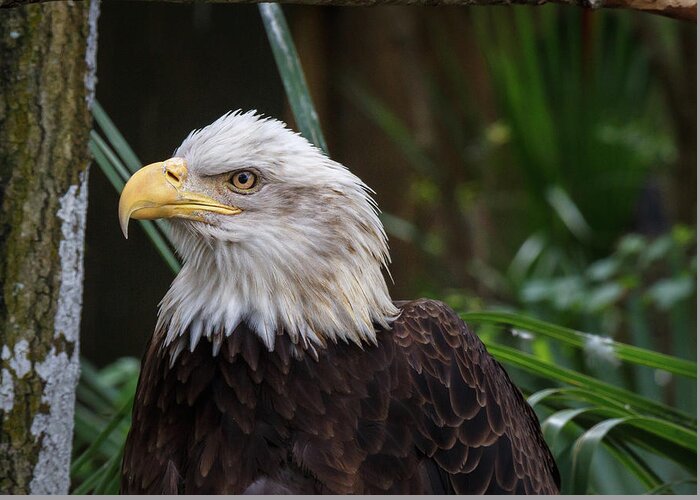 Eagle Greeting Card featuring the photograph Eagle Portrait by Les Greenwood
