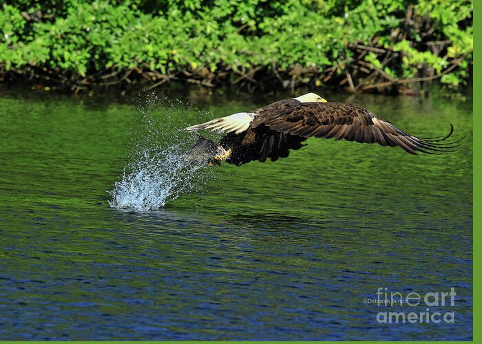 Eagle Greeting Card featuring the photograph Eagle Series Fish Catch by Deborah Benoit