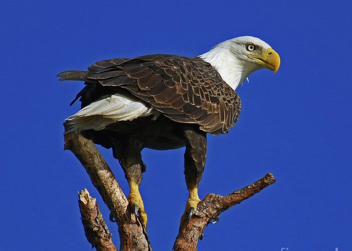 Eagle Greeting Card featuring the photograph Eagle the Female by Larry Nieland