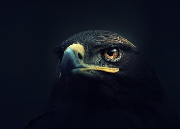 #faatoppicks Greeting Card featuring the photograph Eagle by Zoltan Toth