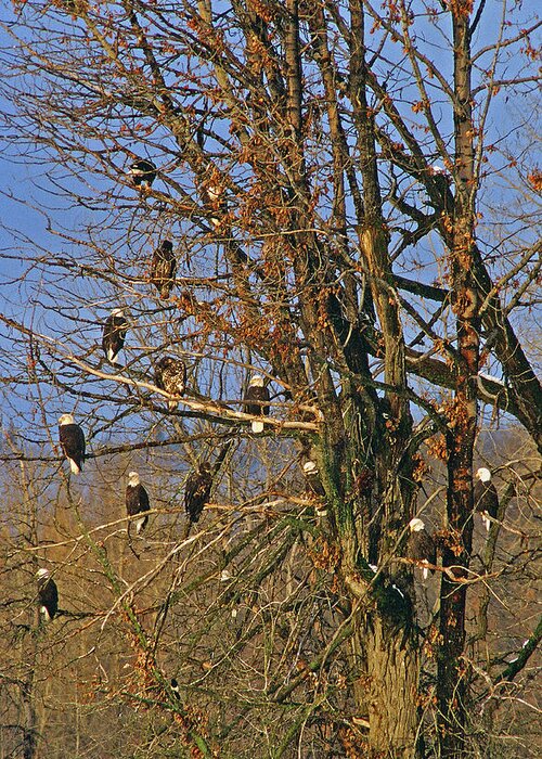 Eagle Greeting Card featuring the photograph Eagles Eagles Eagles by Ted Keller