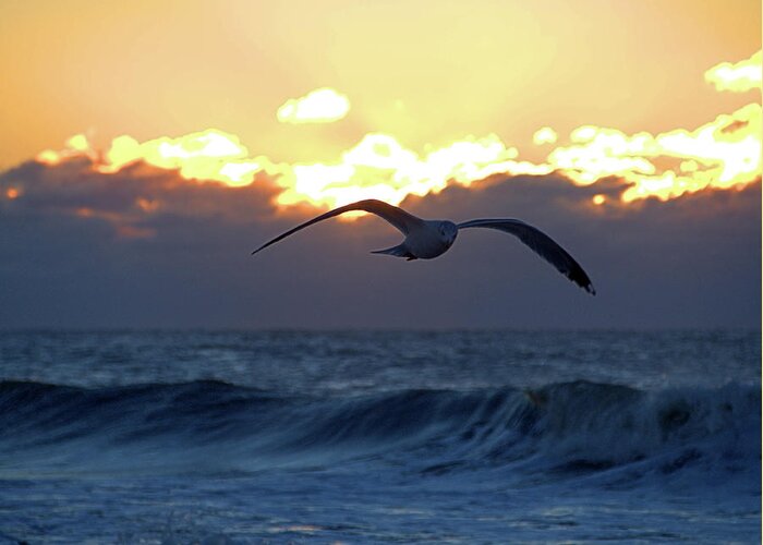 Seas Greeting Card featuring the photograph Early Bird by Newwwman