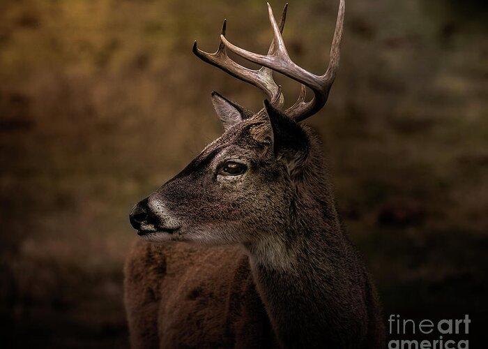 Nature Greeting Card featuring the photograph Early Buck by Robert Frederick