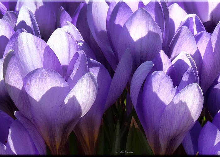 Floral Greeting Card featuring the photograph Early Crocus by Mikki Cucuzzo