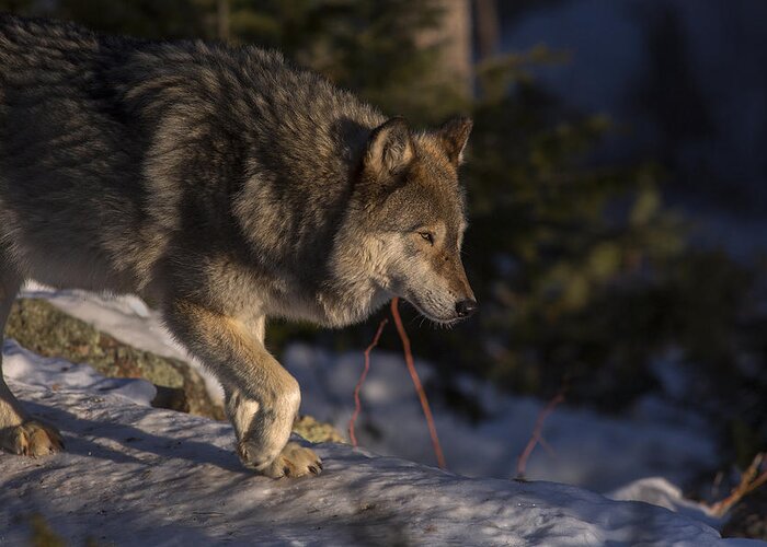 Wolf Greeting Card featuring the photograph Early light by Jeff Shumaker